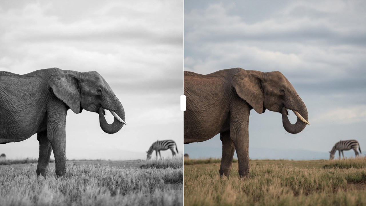Antes e depois: elefante em preto e branco e a versão colorida pela IA do Dica